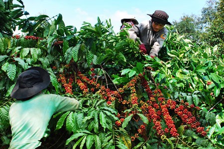 Agriculture – backbone of Vietnam’s economy in 2012 - ảnh 1